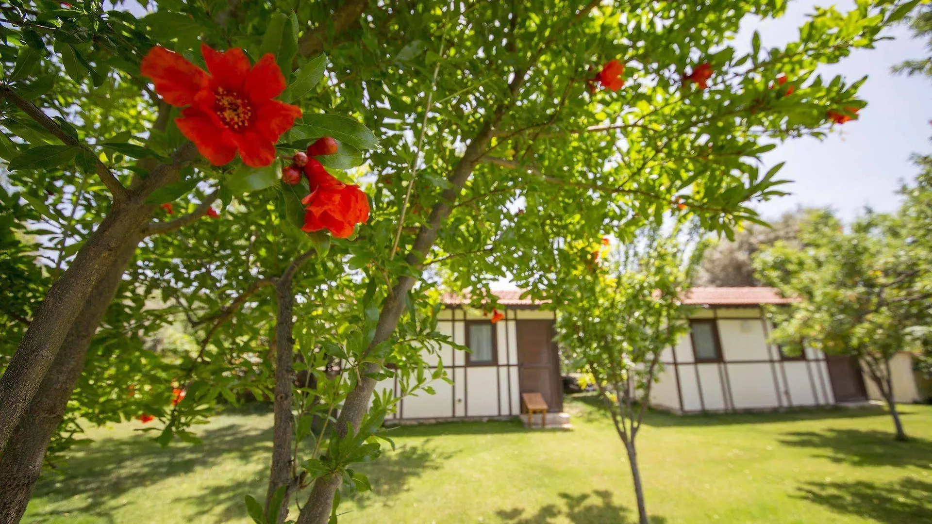 Bed & Breakfast Bal Badem Bungalow Datça Turchia